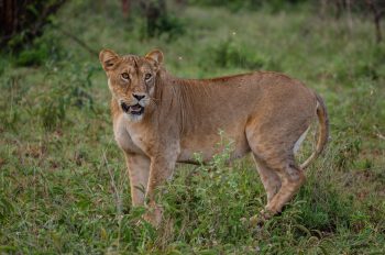 Disney Conservation Fund Celebrates 30 Years Protecting the Magic of Nature That Inspires Our Stories
